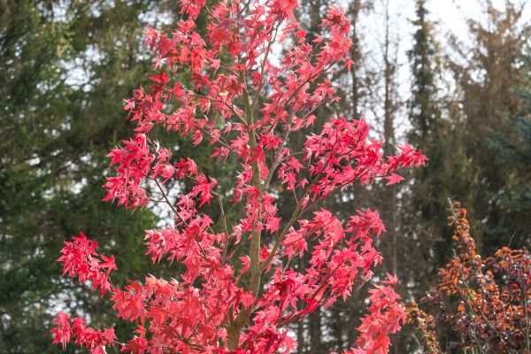 Japanese Maple Planting in Plymouth
