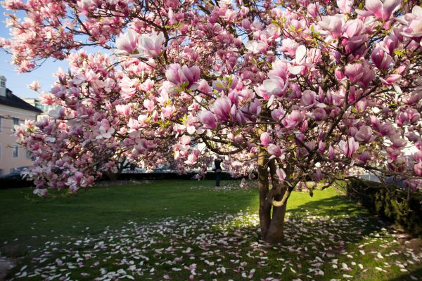 Magnolia Tree Planting in Plymouth