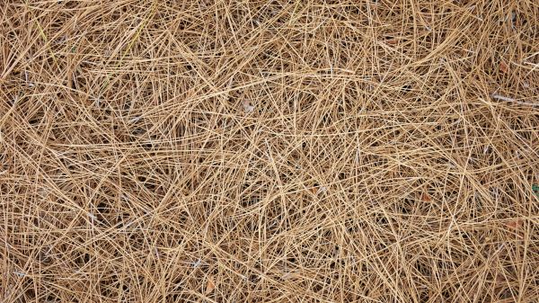 Pine Needles Delivery in Plymouth