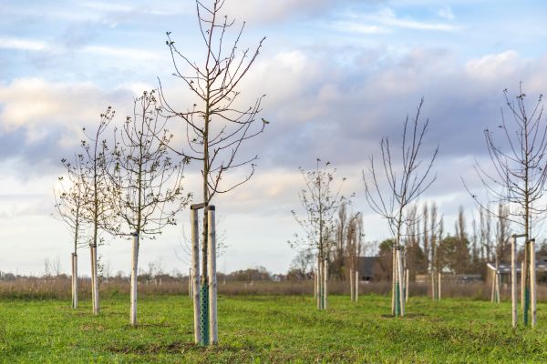Tree Installation Service in Plymouth