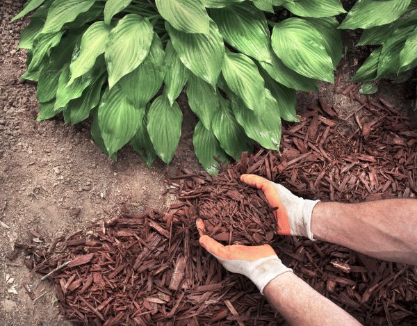 Shredded Mulch Service in Plymouth