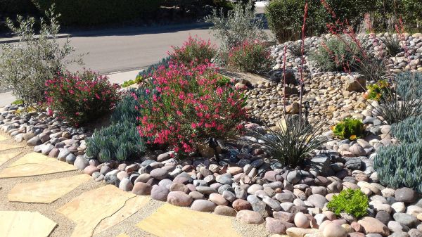 Xeriscape Landscaping in Plymouth