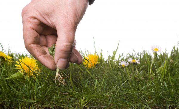 Lawn Weeding in Plymouth