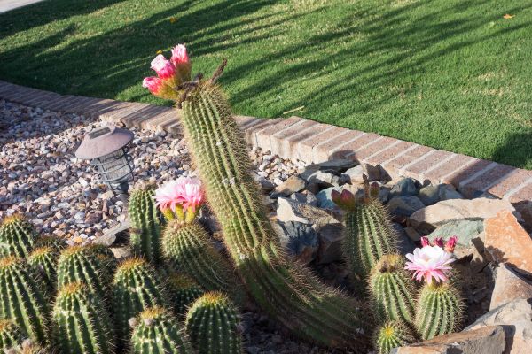 Desert Landscaping in Plymouth