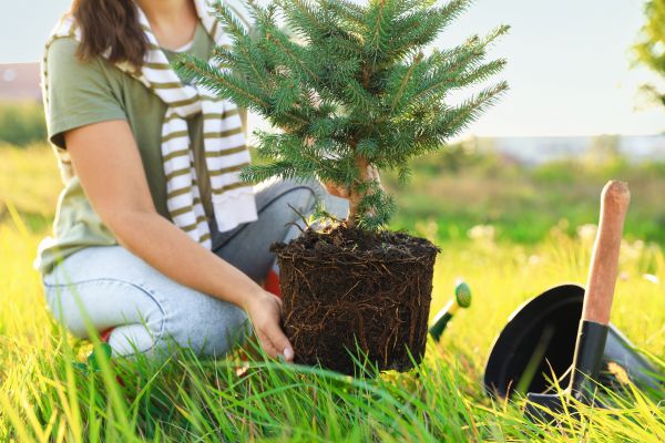 Spruce Tree Planting in Plymouth