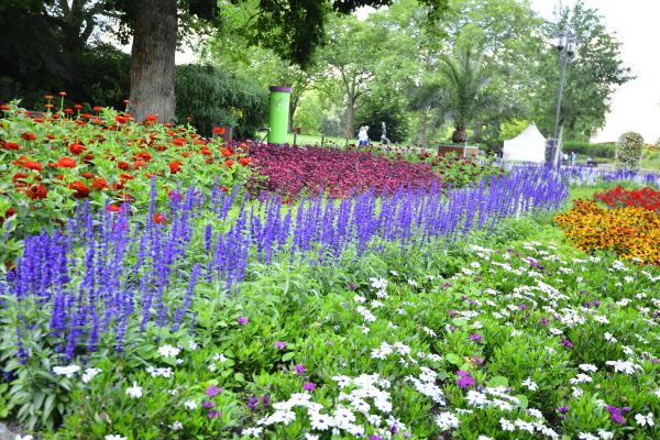 Perennials Planting in Plymouth