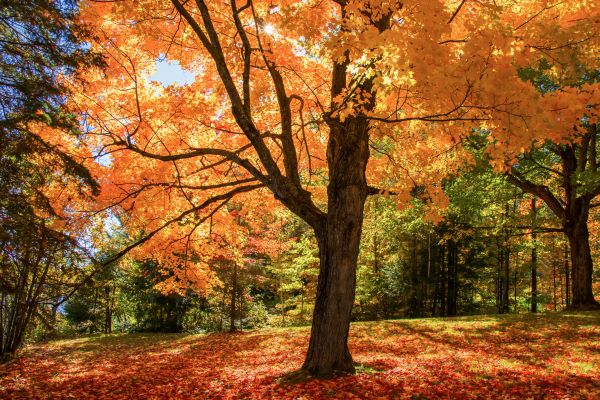 Maple Tree Planting in Plymouth