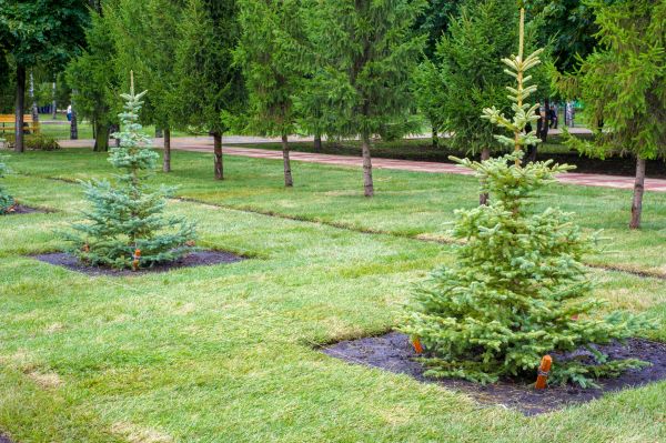 Privacy Trees Planting in Plymouth