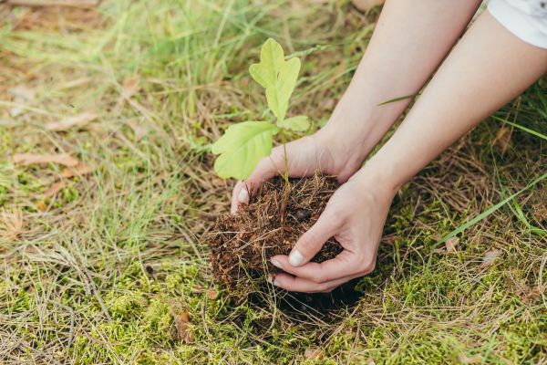 Oak Tree Planting in Plymouth