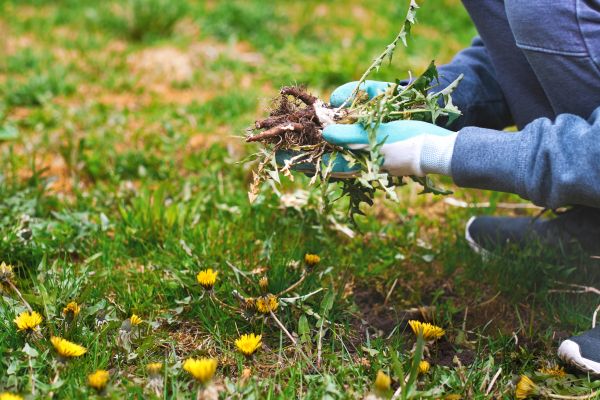 Flower Bed Clearing in Plymouth