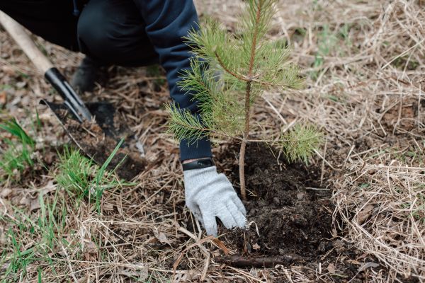 Pine Tree Planting in Plymouth
