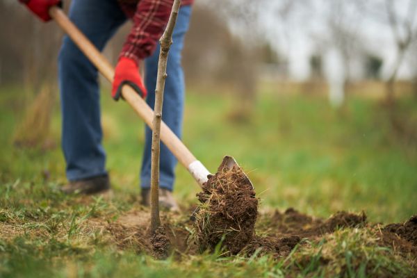 Trees Planting in Plymouth