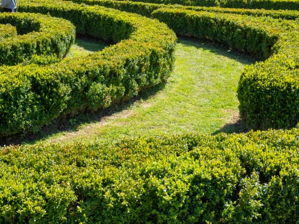 Bush Landscaping in Plymouth
