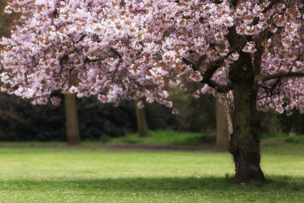 Cherry Tree Planting in Plymouth