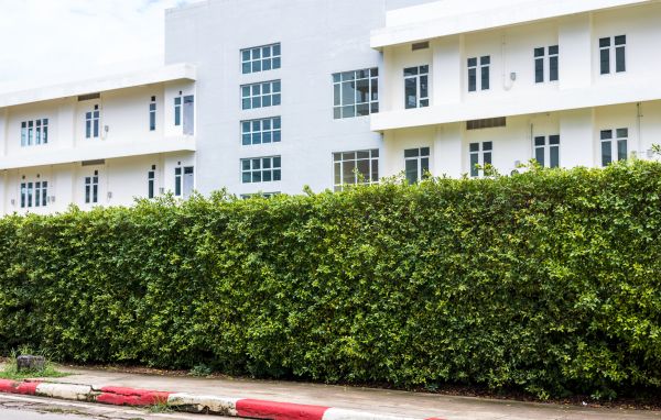 Privacy Landscaping in Plymouth