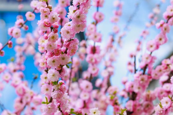 Japanese Cherry Tree Planting in Plymouth
