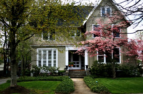 Ornamental Tree Planting in Plymouth