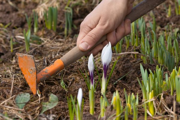 Flower Garden Weeding in Plymouth