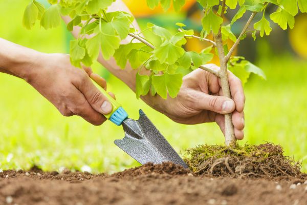 Fruit Tree Planting in Plymouth