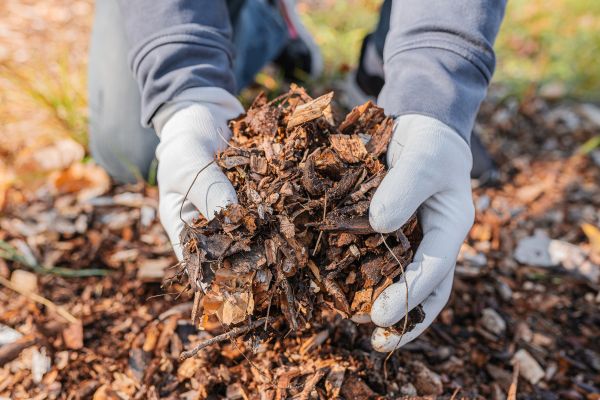 Shredded Mulch Installation in Plymouth
