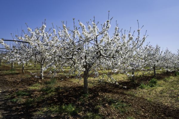 Orchard Planting in Plymouth