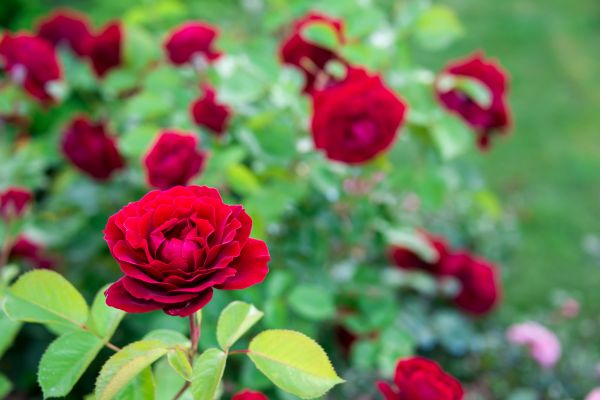 Rose Planting in Plymouth