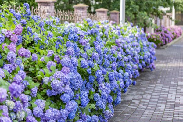 Hydrangea Landscaping in Plymouth
