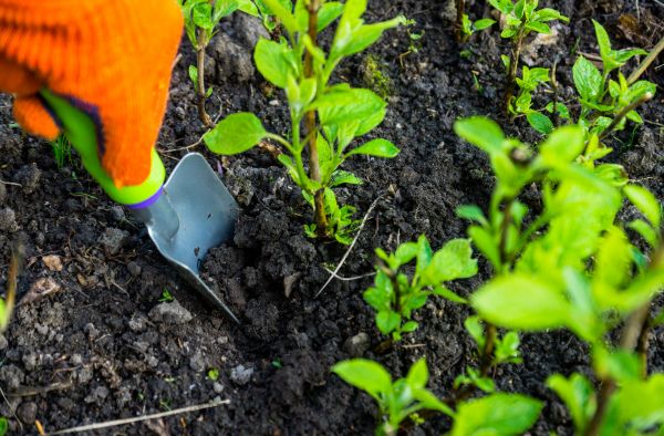 Hydrangea Planting in Plymouth