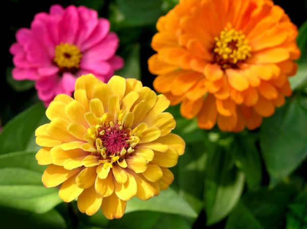 Zinnia Planting in Plymouth