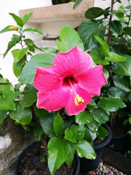 Hibiscus Planting in Plymouth