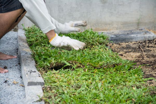 Ground Cover Planting in Plymouth