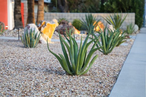Drought Resistant Landscaping in Plymouth