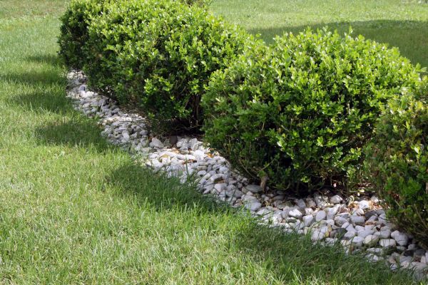 Boxwood Planting in Plymouth