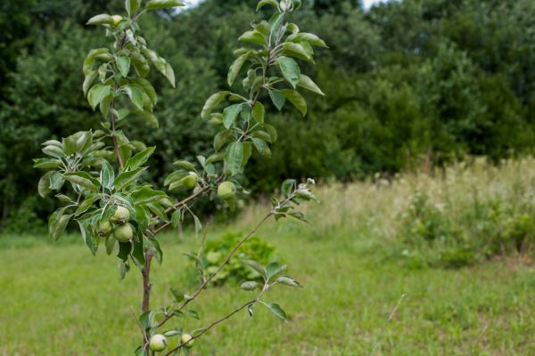 Apple Tree Planting in Plymouth