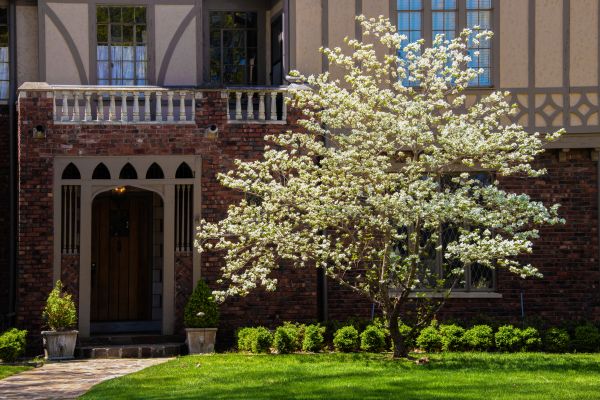Dogwood Tree Planting in Plymouth